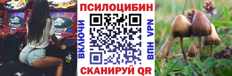 где купить   Алексин  Псилоцибиновые грибы мицелий 